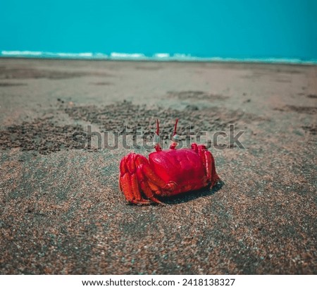Red Crab.in by the sandy beach picture HD 