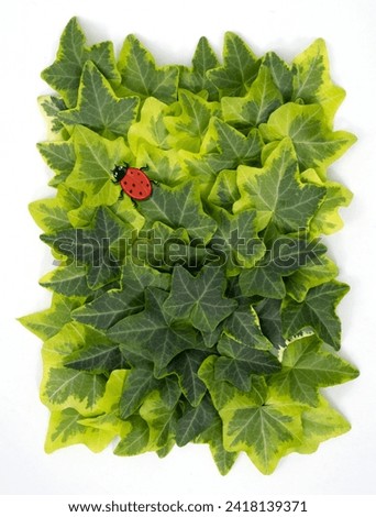 Background of lush green ivy leaves with a cartoon ladybug.