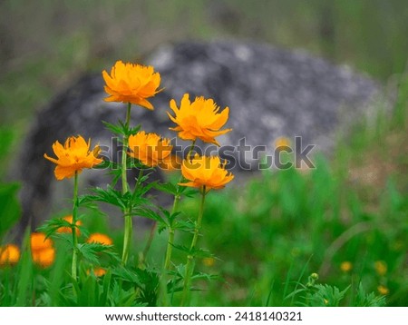 Selective focus. Trollius altaicus, Globe flower, beautiful orange flowers growing in the forest. 