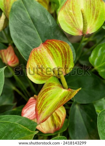 Anthurium andraeanum or flamingo flower, tail flower, painter's palette, oilcloth flower and laceleaf. Floriculture. Striped flowers among green leaves. Royalty-Free Stock Photo #2418143299