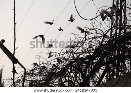 A flock of birds perching in the real time silhouette. Sparrows resting in the evening. Royalty-Free Stock Photo #2418147093
