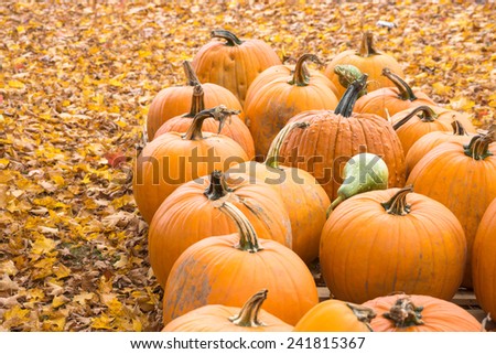 Pumpkins in the fall