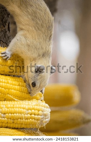 Close up a  squirrel eating freshly harvested corn kernels.