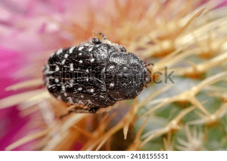 White spotted rose beetle, Oxythyrea funesta, posed on a purple flower under the sun Royalty-Free Stock Photo #2418155551