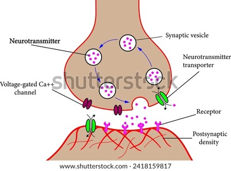 Structure of a typical chemical synapse.Vector illustration. Royalty-Free Stock Photo #2418159817