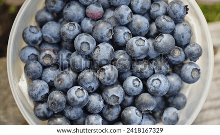 Wild Patriot Blueberries on the bush. close-up of blueberry varieties Patriot on the plant. macro photography. taken in the United Kingdom Royalty-Free Stock Photo #2418167329