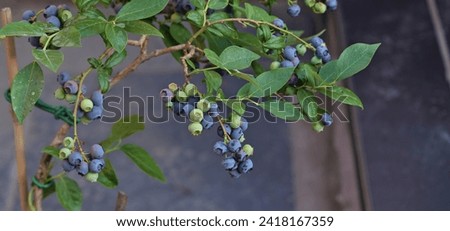 Wild Patriot Blueberries on the bush. close-up of blueberry varieties Patriot on the plant. macro photography. taken in the United Kingdom Royalty-Free Stock Photo #2418167359