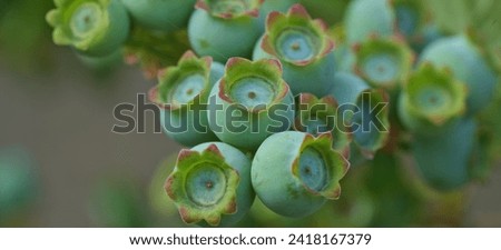 Wild Patriot Blueberries on the bush. close-up of blueberry varieties Patriot on the plant. macro photography. taken in the United Kingdom Royalty-Free Stock Photo #2418167379