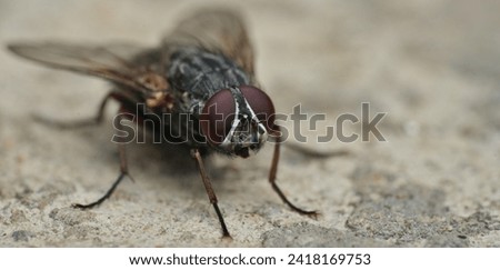 housefly Close up macro photography of a housefly. tiny fly close up eye detail - Macro Photography