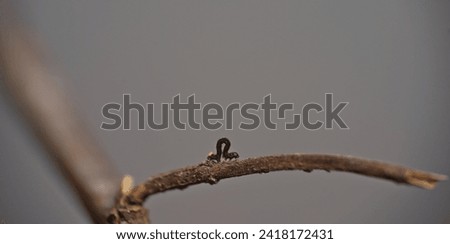tiny black larva inchworm in the wild. north England United Kingdom. Royalty-Free Stock Photo #2418172431