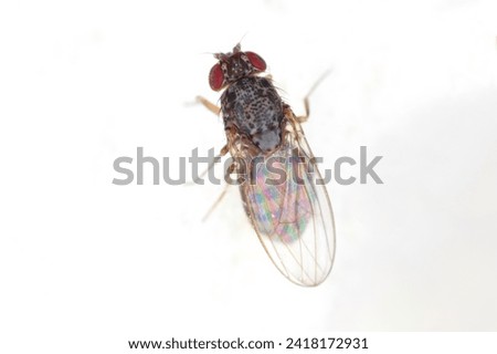 Common fruit fly, Drosophila repleta isolated on a white background. Space for text.  Royalty-Free Stock Photo #2418172931