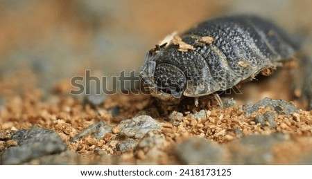Common rough woodlouse or sow bug, Porcellio scaber, pill bug, rolie pollie, close up detail macro photography. photo taken in the united kingdom.