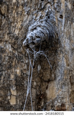 frosty spider web on the tree trunk