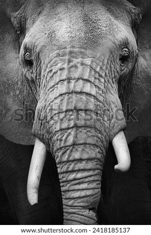 Close up of an Elephant .