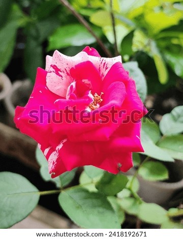 Beautiful Indonesian Batik Rose Flower