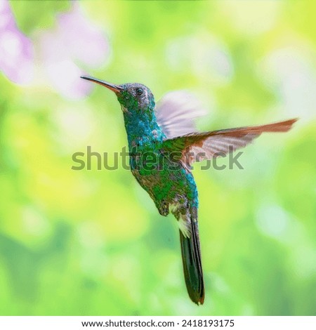 Hummingbird in flight, photo taken in Cuba