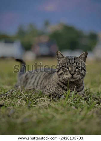 A wild cheetah printed cat sitting on grass