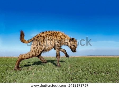 Insidious spotted hyena with a sly grimace in a pose of alertness close-up