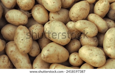 a lot of potatoes picture