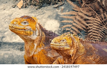 Close up photo of Iguana, also known as the dragon iguana. Big male iguana closeup head, animal closeup. Rare Giant animal portrait. American iguana, is a large, arboreal, mostly herbivorous species