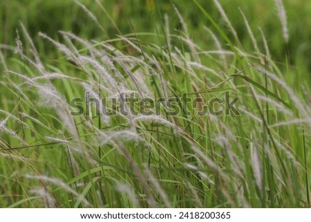 beauty of nature background wallpaper of grass white flowers