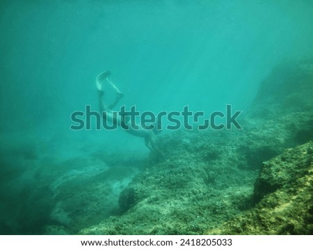 Freediver trying to catch shellfish
