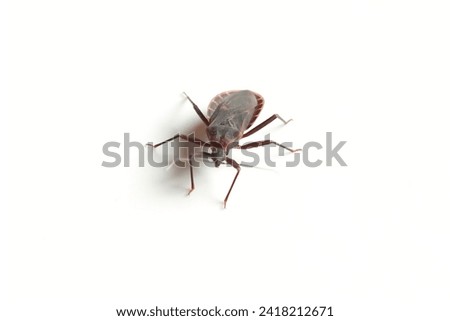 Kissing bug or triatominae isolated on white background