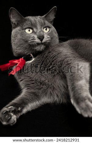 Funny gray cat in red tie on black background. Closeup portrait, vertical stock photo. Studio shot