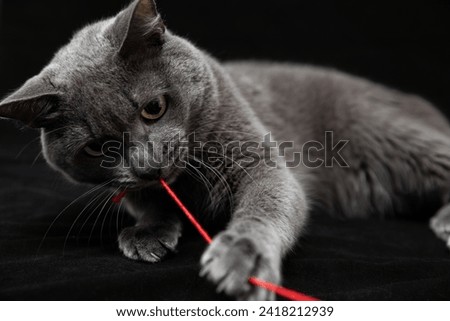 Funny gray cat playing with red thread on black background. Closeup portrait, stock photo. Studio shot