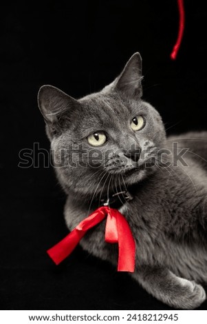 Funny gray cat in red tie playing with red thread on black background. Closeup portrait, vertical stock photo. Studio shot