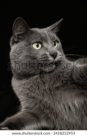 Funny gray cat on black background. Closeup portrait, vertical stock photo. Studio shot