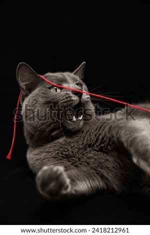 Funny gray cat playing with red thread on black background. Closeup portrait, vertical stock photo. Studio shot