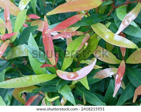 Photo of green leaves against a green natural background.



