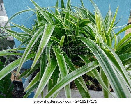 Chlorophytum comosum. as a spider plant called Lili paris that have green leaves. Family of Asparagaceae.
