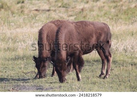 Two juvenile american bison from the primary herd pictured in Yellowstone.