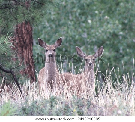 A mule deer couple, pictured in Yosemite National Park during mating season.