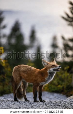 Adult red fox in Glacier National Park, Montana with St Mary lake in the background.