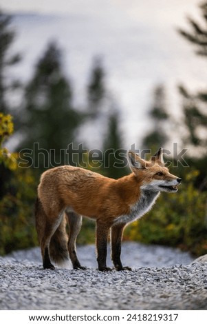 Adult red fox in Glacier National Park, Montana with St Mary lake in the background.