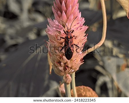 fire bugs land on boroco flowers in the wild