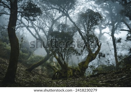 Forest on Samu mountain at Yen Bai, Viet Nam
