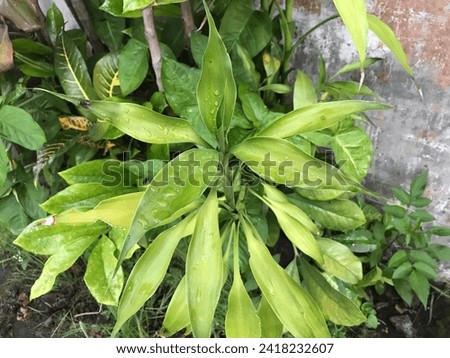 Colorful leaves, natural tree leaves with rain water marks.