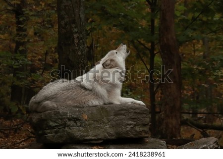 White Wolf Howling in the morning