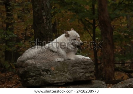 Happy Wolf on a rock