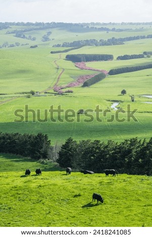 Farming landscape of stud angus and wagyu bulls grazing, with beautiful cows and cattle grazing on pasture in spring on a farm, with a crop growing food behind with hills and trees in nature