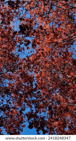 A picture of a tree with orange leaves taken from below