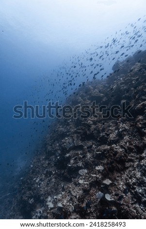 Coral Reef in Anilao, Philippines