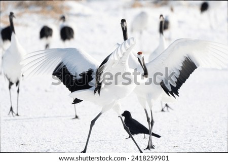 Pair of Red-crowned Cranes dancing