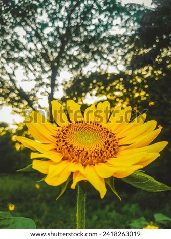 Beautiful Sunflower flower Picture HD