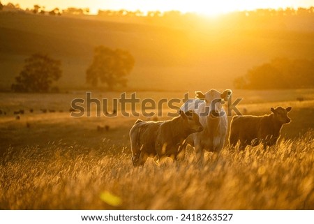stud wagyu cows and bull in a sustainable agriculture field in summer. fat cow in a field. mother cow with baby Royalty-Free Stock Photo #2418263527