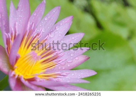 water droplets on petals of pink and yellow water lily after the rain